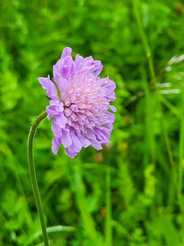 flora & fauna in Silz, Tirol